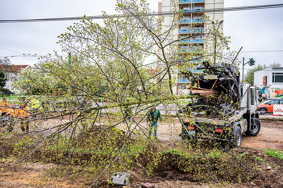 Baum wird transportiert.