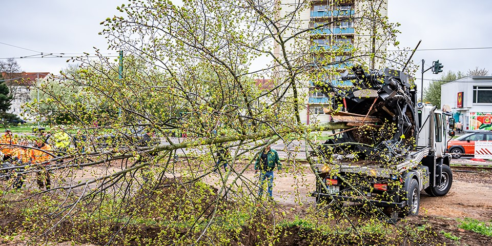 Baum wird transportiert.