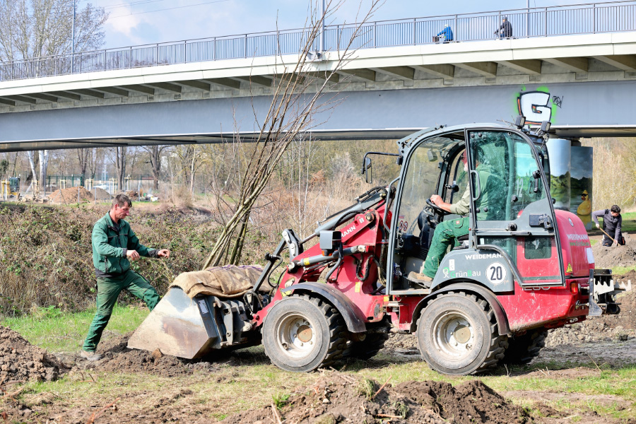 Mitarbeiter Pflanzen einen Baum mit einem Bagger ein.